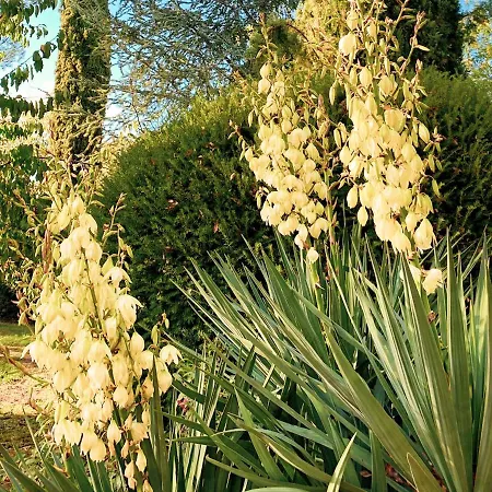 Bed & Breakfast Mas Parenthese - Et Table D'hotes Loze
